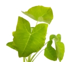 Xanthosoma sagittifolium Lemon - XL