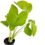 Xanthosoma sagittifolium Lemon - XL
