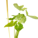 Xanthosoma sagittifolium Lemon - XL