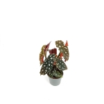 Begonia maculata - S