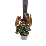 Begonia maculata - S
