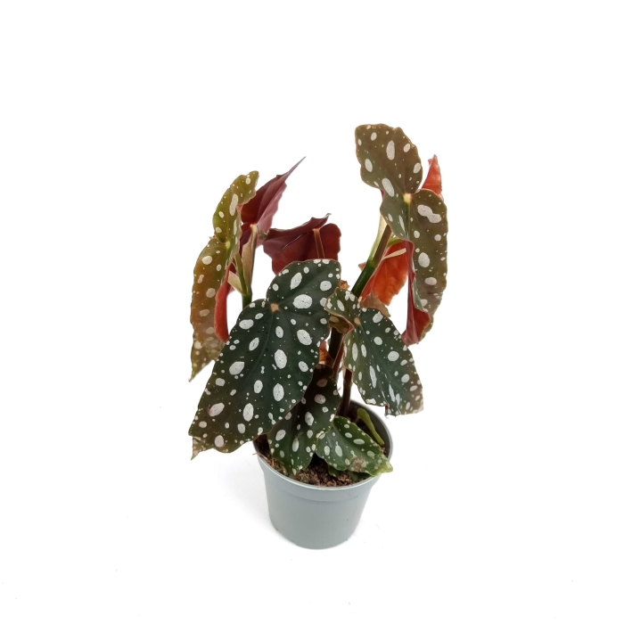 Begonia maculata - S