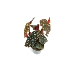 Begonia maculata - S