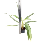 Aglaonema white lance - M