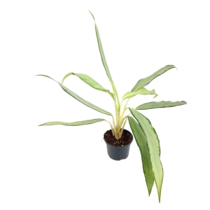 Aglaonema white lance.
