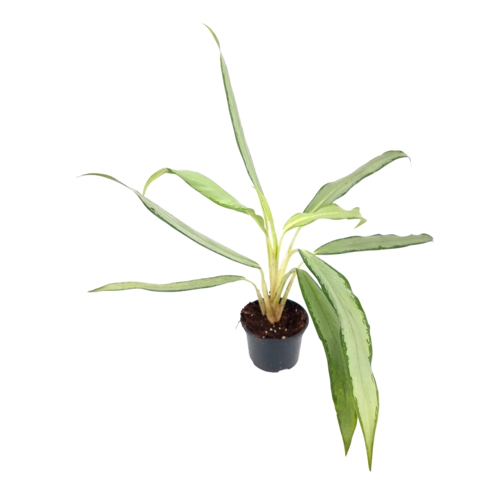 Aglaonema white lance - M