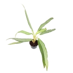 Aglaonema white lance - M