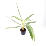 Aglaonema white lance - M