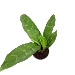 Aglaonema sp.