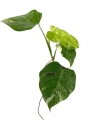 Monstera deliciosa variegata - M