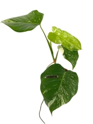 Monstera deliciosa variegata