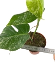Monstera deliciosa variegata - M