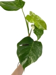 Monstera deliciosa variegata - M
