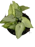 Syngonium Holly - M