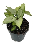 Syngonium Holly - M