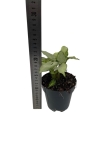 Syngonium Holly - M