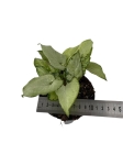 Syngonium Holly - M