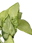 Syngonium Holly - M