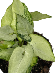 Syngonium Holly - M