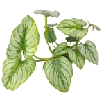 Philodendron mamei silver - L