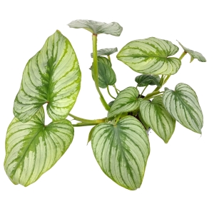 Philodendron mamei silver