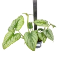 Philodendron mamei silver - L