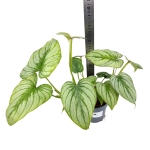 Philodendron mamei silver - L