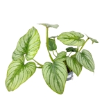 Philodendron mamei silver - L