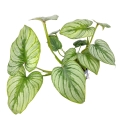 Philodendron mamei silver - L