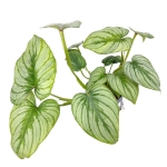 Philodendron mamei silver - L