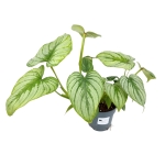 Philodendron mamei silver - L