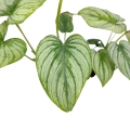 Philodendron mamei silver - L