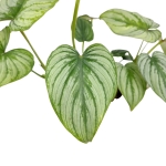 Philodendron mamei silver - L