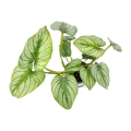 Philodendron mamei silver - L