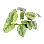 Philodendron mamei silver - L