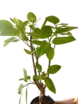 Ficus altissima - XL