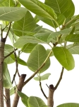 Ficus altissima - XL