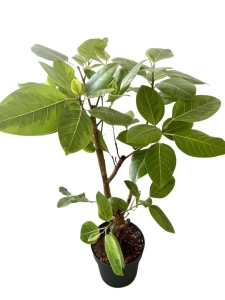 Ficus altissima