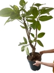 Ficus altissima - XL