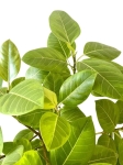 Ficus altissima - XL