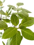 Ficus altissima - XL