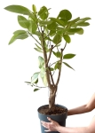 Ficus altissima - XL