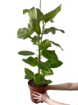 Ficus altissima - L
