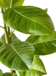Ficus altissima