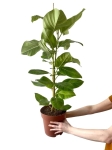 Ficus altissima - L