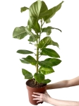 Ficus altissima - L