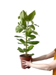 Ficus altissima - L
