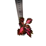 Coleus Stained Glassworks Royalty - S