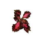 Coleus Stained Glassworks Royalty - S
