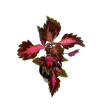Coleus Stained Glassworks Royalty - S